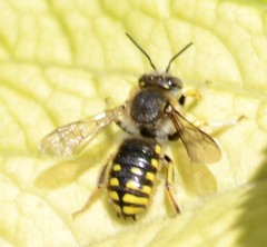 Anthidium manicatum