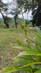 Werauhia gigantea, photograph Martha Lucia Ortiz-Moreno, CC BY, iNaturalist via GBIF