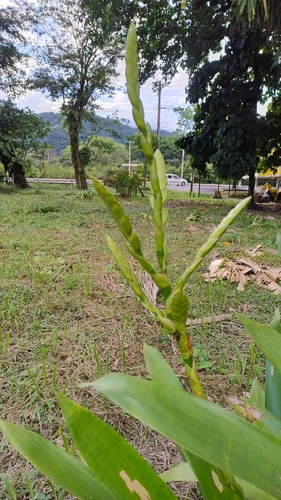 Werauhia gigantea, photograph 2