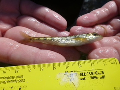 Erimystax dissimilis