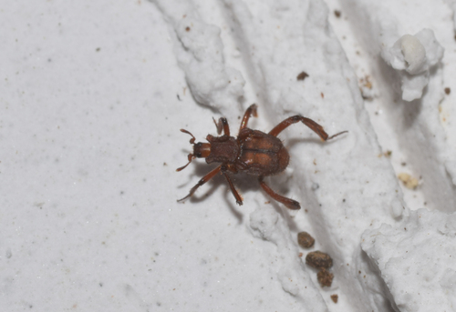 Euxenister wheeleri