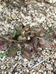 Phacelia rotundifolia