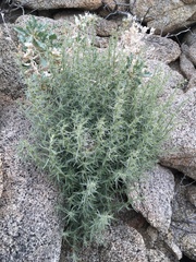 Johnstonella racemosa