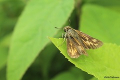 Hylephila phyleus phyleus