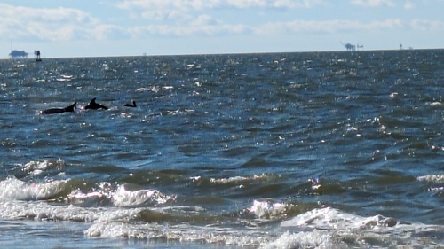Common Bottlenose Dolphin photographed in Alabama