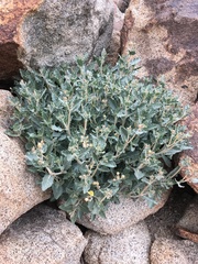 Mentzelia puberula