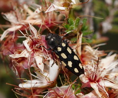 Castiarina parallela