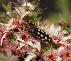 Castiarina parallela