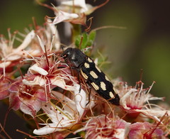 Castiarina parallela