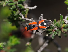 Melanerythrus mactans