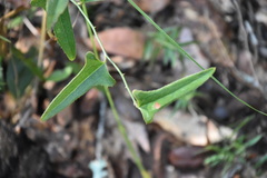 Smilax bona-nox image