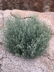 Johnstonella racemosa