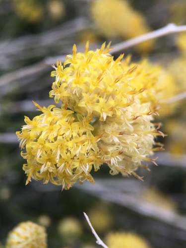 Rayless goldenhead (Acamptopappus sphaerocephalus)