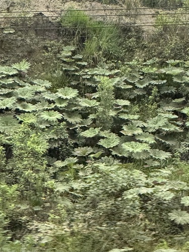 Gunnera brephogea observed 2025-06-23