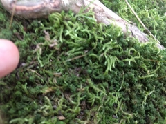 Atrichum oerstedianum