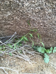 Neogaerrhinum filipes