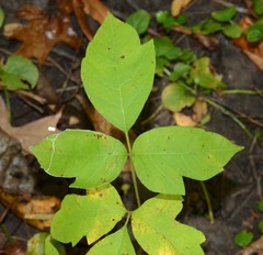 Toxicodendron radicans negundo