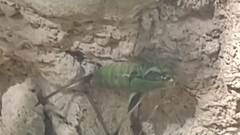 Eupholidoptera chabrieri