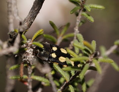 Castiarina parallela