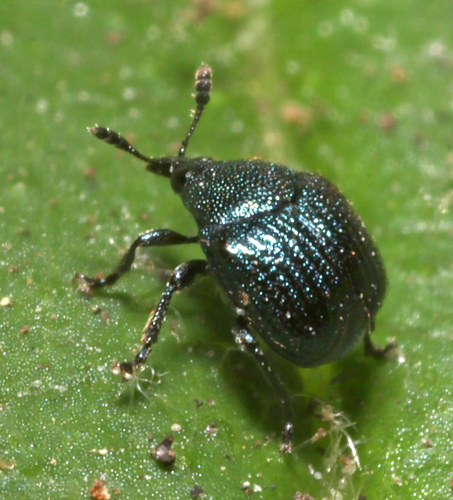 Thief Weevil photo 4