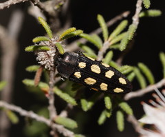 Castiarina parallela