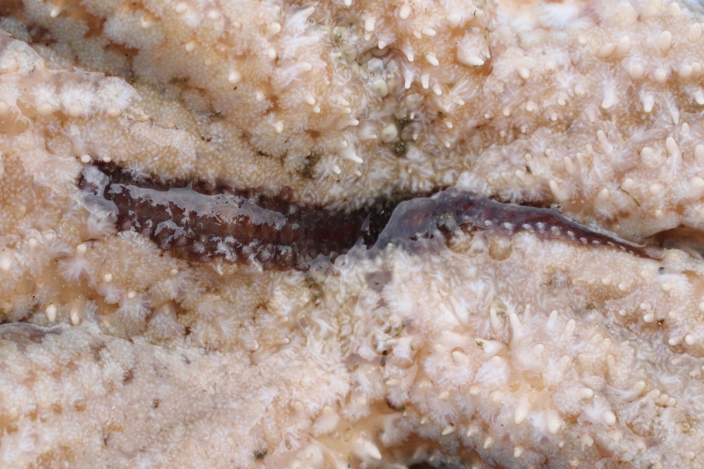 Frilled Commensal Scale Worm
