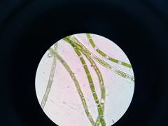 Ulothrix