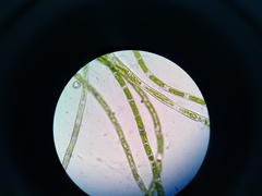 Ulothrix