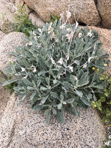 Image of Mentzelia puberula by (c) Matt Berger, some rights reserved (CC BY)