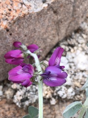 Astragalus mohavensis