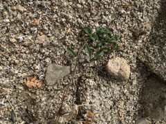 Neogaerrhinum filipes