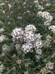 Lepidium fremontii