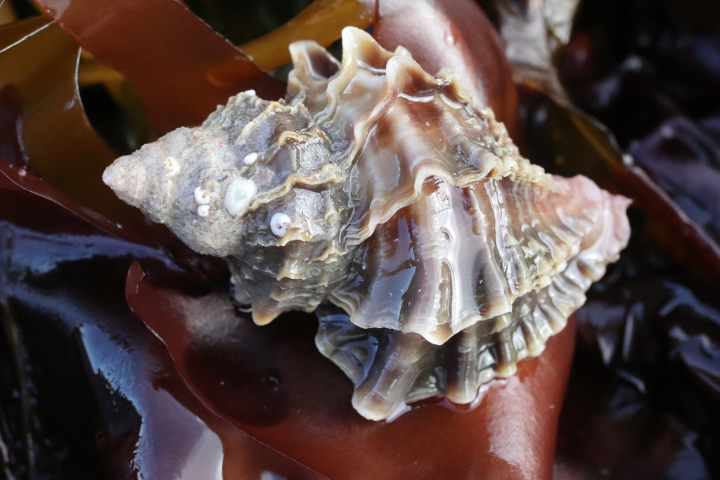 Photo of a Frilled Dogwinkle