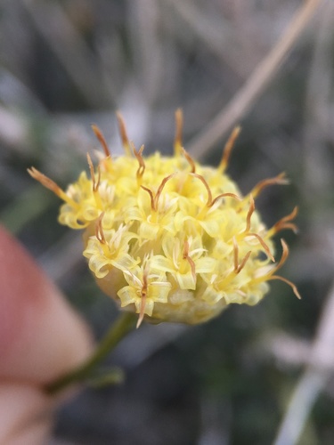 Rayless goldenhead (Acamptopappus sphaerocephalus)