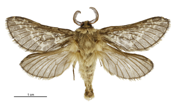 Aoraia flavida