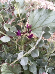 Astragalus mohavensis