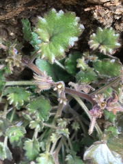 Phacelia rotundifolia