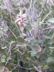 Brickellia desertorum