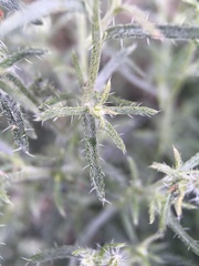 Johnstonella racemosa