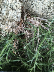 Johnstonella racemosa