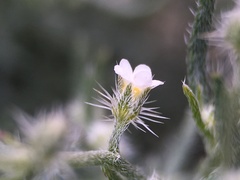 Johnstonella racemosa