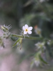 Johnstonella racemosa