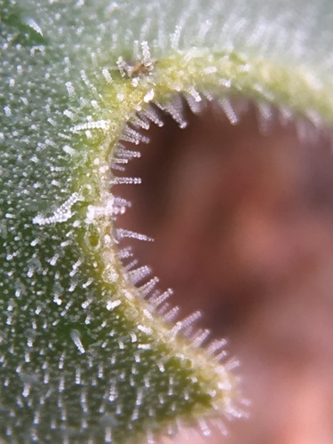 Image of Mentzelia puberula by (c) Matt Berger, some rights reserved (CC BY)