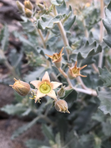 Image of Mentzelia puberula by (c) Matt Berger, some rights reserved (CC BY)