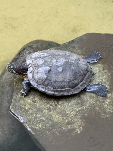 Trachemys scripta elegans
