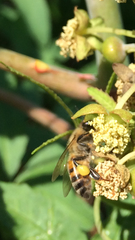 Apis mellifera