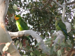 Polytelis swainsonii