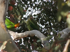 Polytelis swainsonii