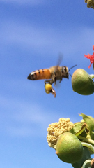 Apis mellifera