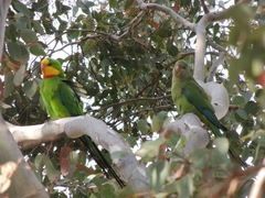 Polytelis swainsonii